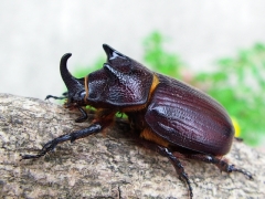 クワカブタイムマシーン（Coelosis bicornis）