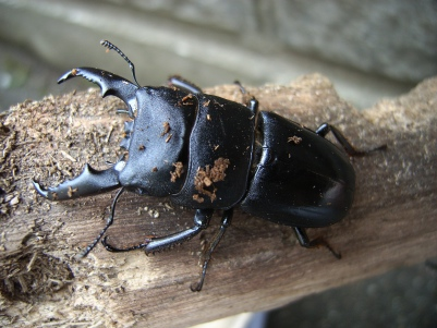 ヒラタクワガタ (静岡県島田市産) - クワガタ・カブトムシ飼育情報：月夜野きのこ園