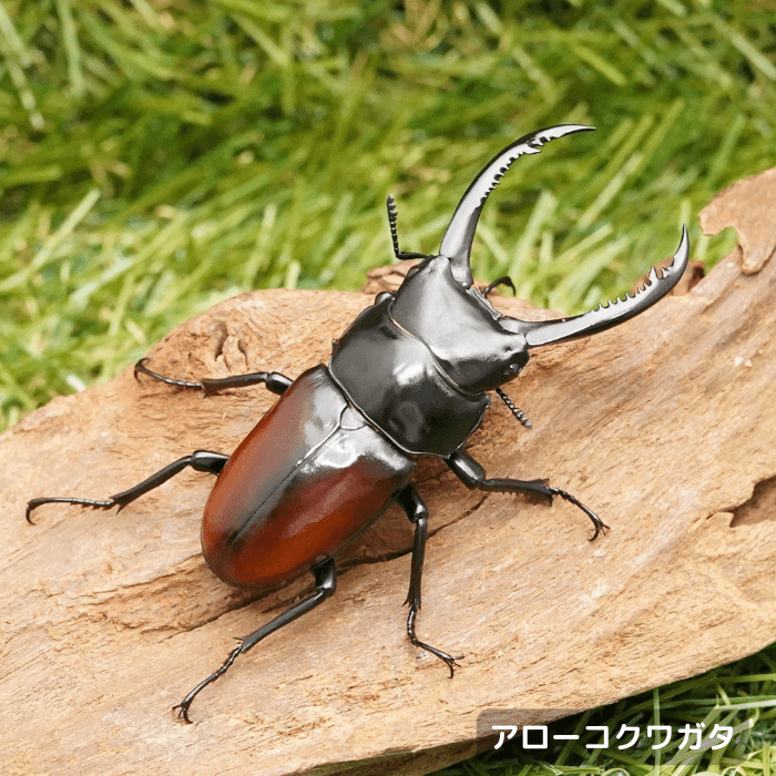 月夜野きのこ園クワガタ菌床販売部 / クワガタ・カブトムシ（生体）