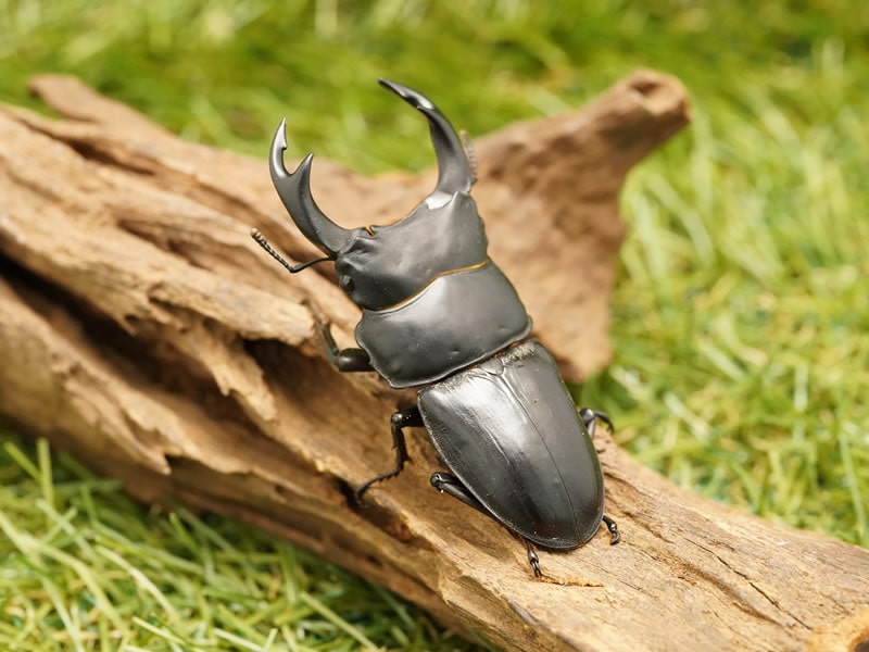 希少】一点物 木彫り オオクワガタ カブトムシ クワガタ 昆虫 - 虫類用品