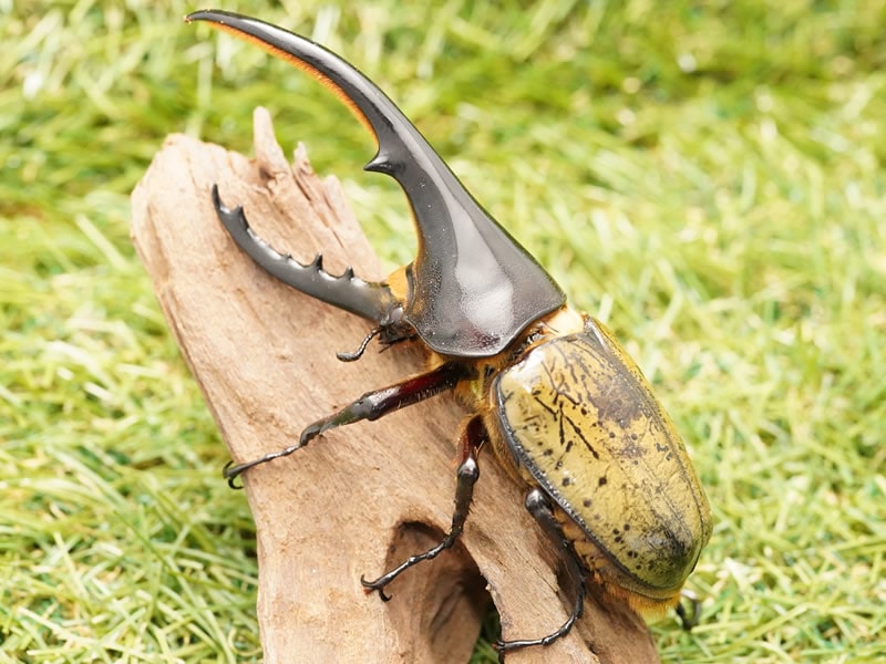 ヘラクレスヘラクレス ヘラクレスオオカブト ペア - 虫類