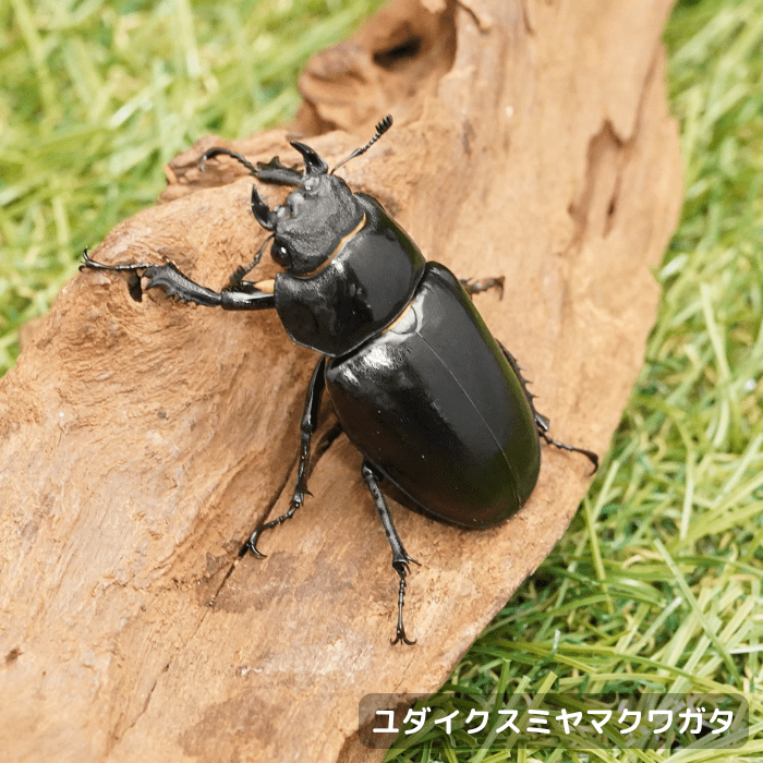 月夜野きのこ園クワガタ菌床販売部 / ユダイクスミヤマクワガタ単品
