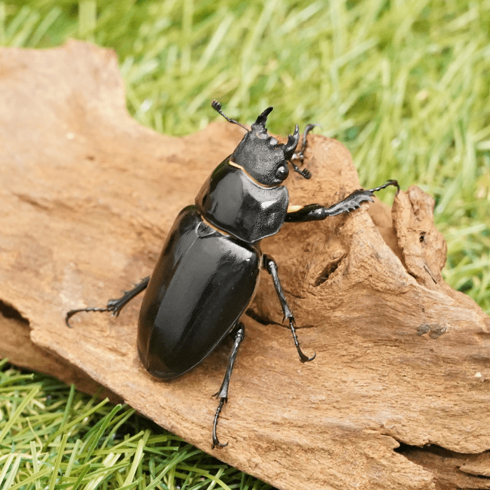 月夜野きのこ園クワガタ菌床販売部 / ユダイクスミヤマクワガタ単品