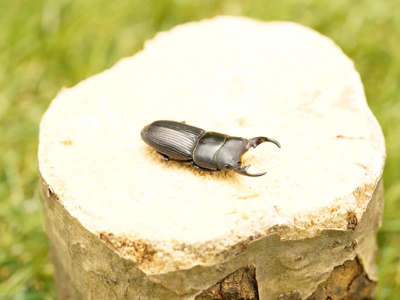 月夜野きのこ園クワガタ菌床販売部 / アマミネブトクワガタペアオス25mmUP(大島名瀬産)累代CB(虫)