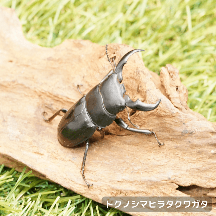punky綾さま専用　　ツキノワグマ毛皮　敷物 punky綾さま専用 ツキノワグマ毛皮 敷物
