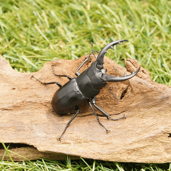 月夜野きのこ園クワガタ菌床販売部 / トクノシマ