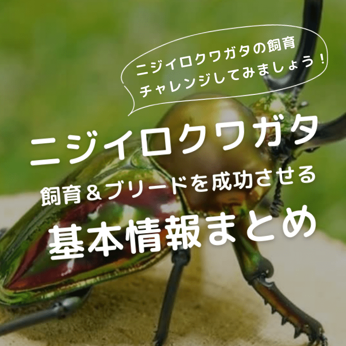 月夜野きのこ園クワガタ菌床販売部 / ニジイロクワガタ幼虫累代CB※親虫オス赤系・メス赤系から産まれた幼虫(クイーンズランド産)(虫)