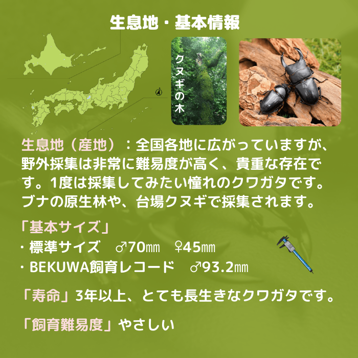 月夜野きのこ園クワガタ菌床販売部 / 国産オオクワガタペアオス72.5～74.5mm(産地不明)累代CB※成熟済み(虫)