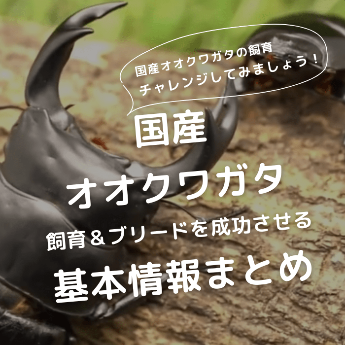 月夜野きのこ園クワガタ菌床販売部 / 天然オオクワガタペアオス65mmメス38mm産地（山梨県）幼虫採集(虫)