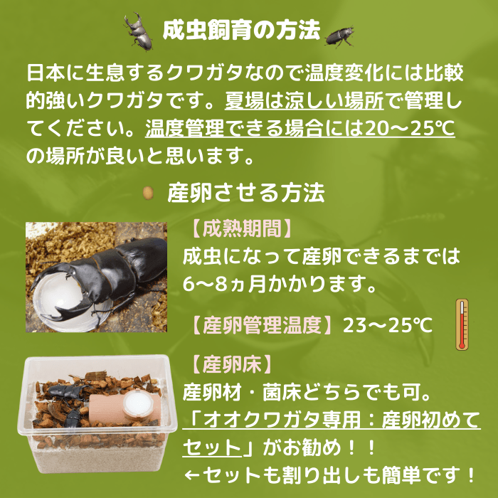 月夜野きのこ園クワガタ菌床販売部 / 天然オオクワガタペアオス65mmメス38mm産地（山梨県）幼虫採集(虫)