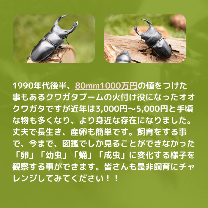 月夜野きのこ園クワガタ菌床販売部 / 天然オオクワガタペアオス65mmメス38mm産地（山梨県）幼虫採集(虫)