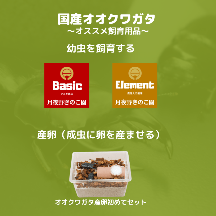 月夜野きのこ園クワガタ菌床販売部 / 天然オオクワガタペアオス65mmメス38mm産地（山梨県）幼虫採集(虫)