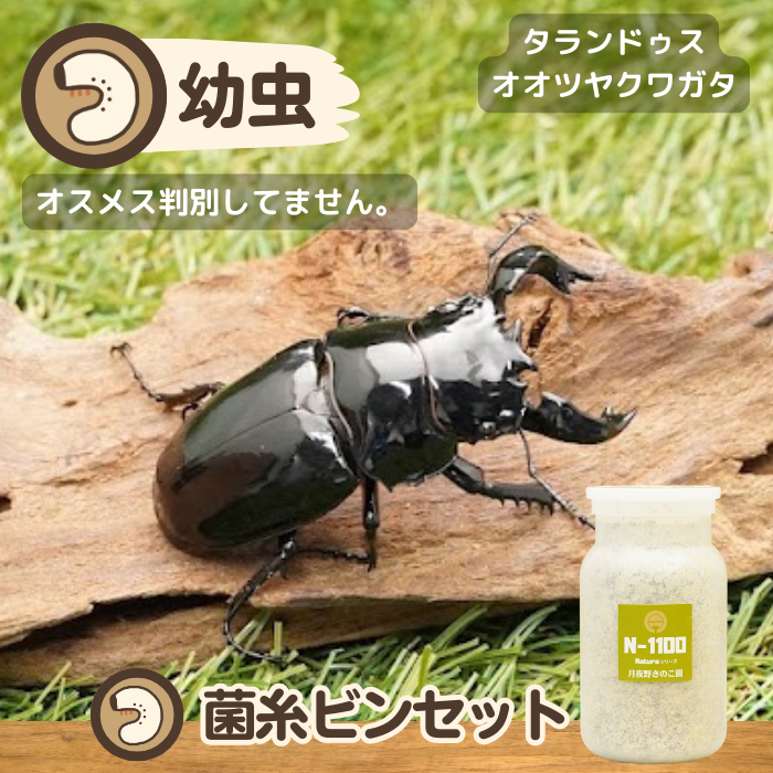 アマミノコギリクワガタ 幼虫 奄美大島産 すくっ