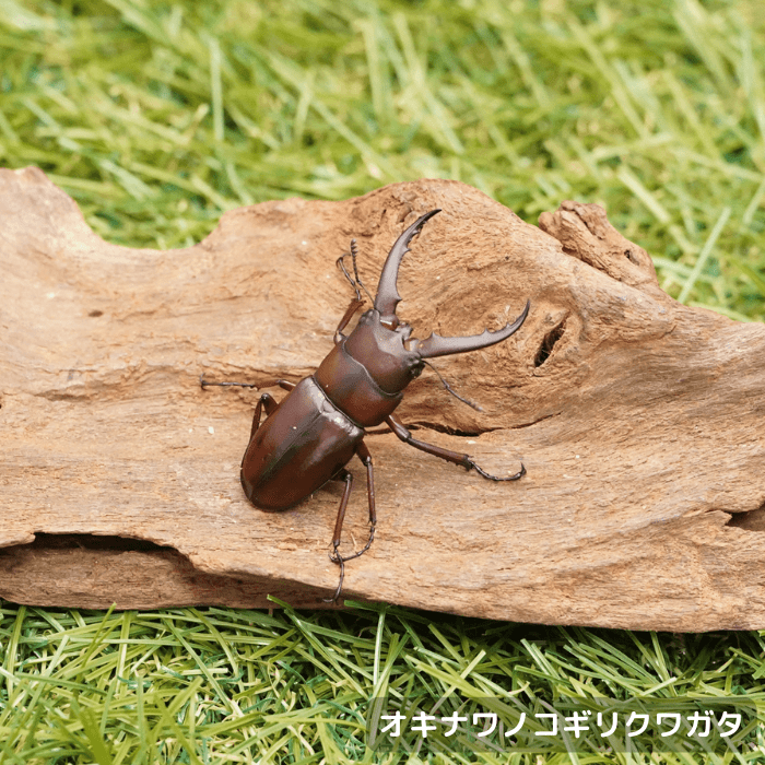 月夜野きのこ園クワガタ菌床販売部 / クワガタ・カブトムシ（生体）