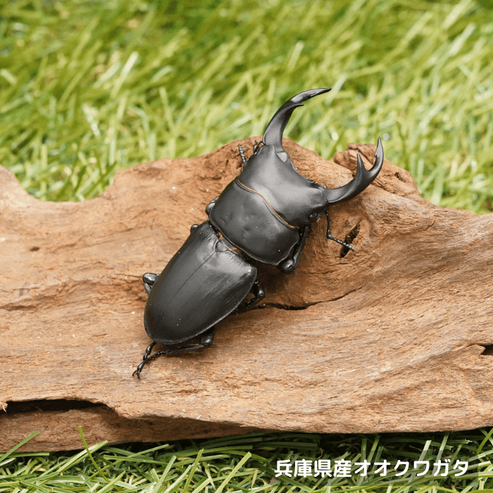 月夜野きのこ園クワガタ菌床販売部 / 検索結果