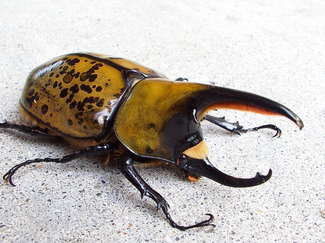 ヒルスシロカブトの飼育 羽化 クワガタ カブトムシ飼育情報 月夜野きのこ園