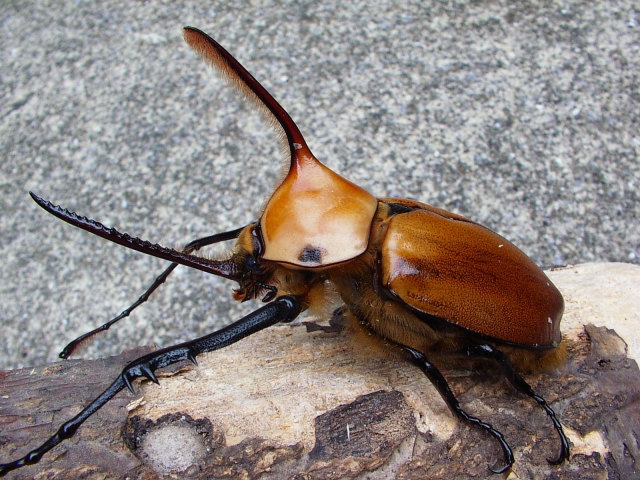 ゴロファ・ポルテリの飼育（羽化） - クワガタ・カブトムシ飼育