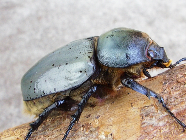 グラントシロカブトの飼育（羽化） - クワガタ・カブトムシ飼育情報